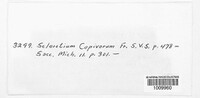 Stromatinia cepivora image